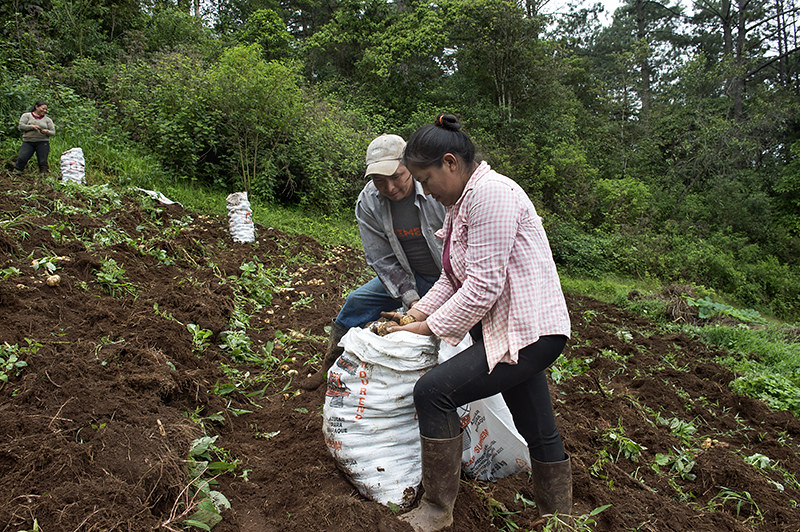 Personas trabajando en el campo